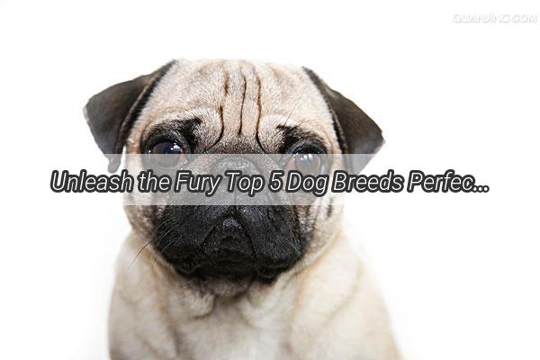 Unleash the Fury Top 5 Dog Breeds Perfect for the Fearless Owner